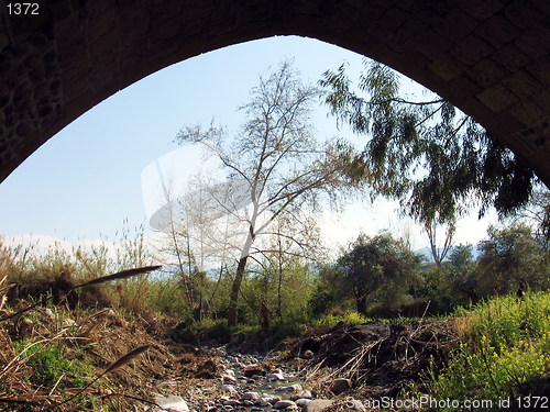 Image of Bridge trees. Flasou, Cyprus