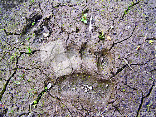 Image of traces small bear and wild boar on dry land