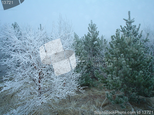 Image of white and green
