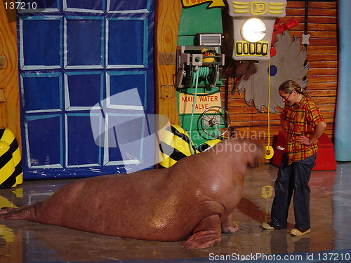 Image of Walrus Show