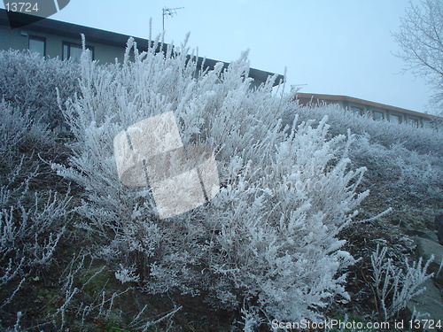 Image of frosen bush