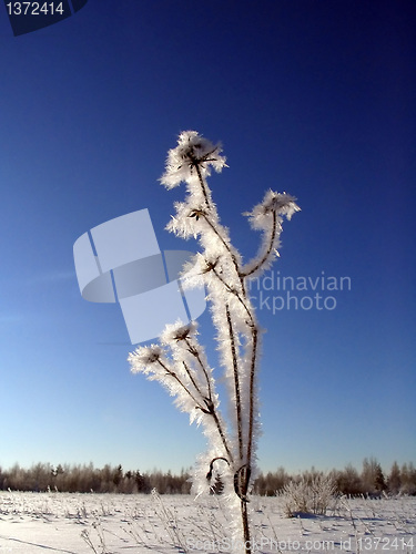 Image of winter flower