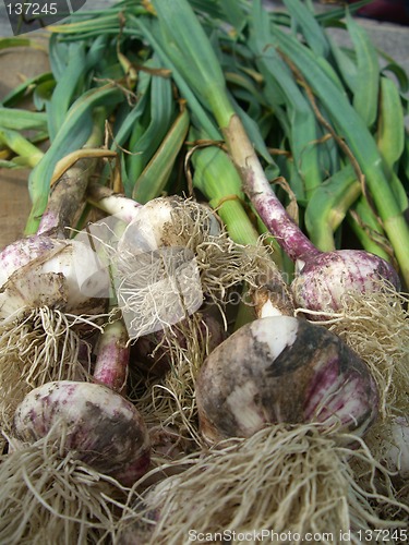 Image of garlic