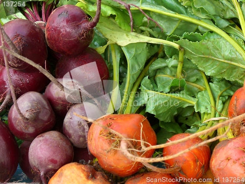 Image of roots and greens