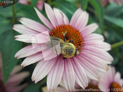 Image of bumblebee