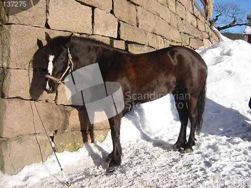 Image of Horse