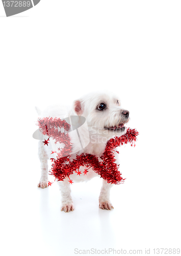 Image of Pet wearing a red tinsel star
