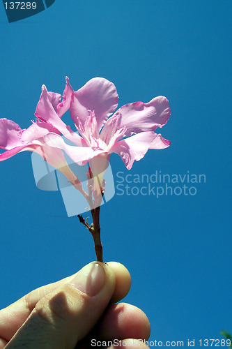 Image of oleanders