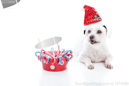 Image of Christmas dog and bowl