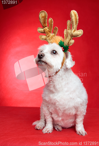 Image of Cute puppy dog with antlers