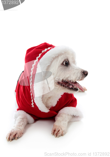 Image of Dog wearing a little red riding hood