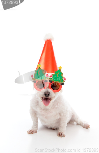 Image of Happy Dog Christmas Party