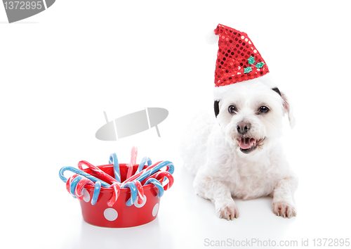 Image of White small puppy dog beside bowl of Christmas candycanes