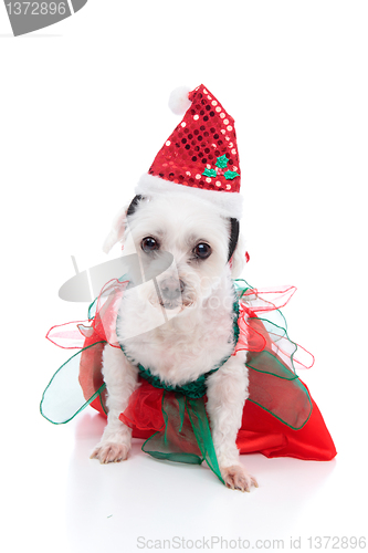 Image of Puppy dog wearing a red and green dress