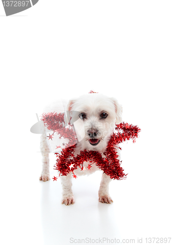 Image of Pretty dog with a red tinsel star