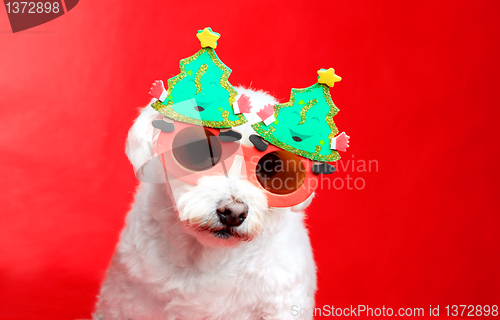 Image of Christmas pooch