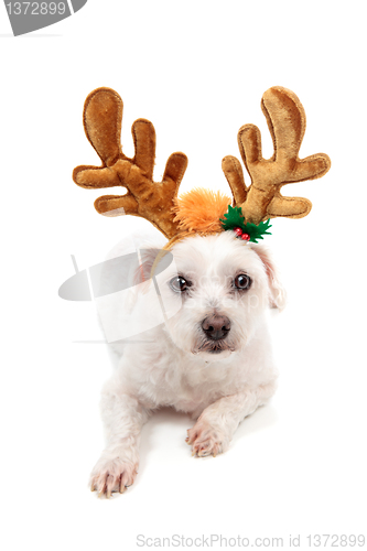 Image of White maltese wearing antlers