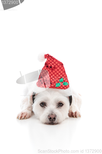 Image of Puppy dog with  Red Santa Hat