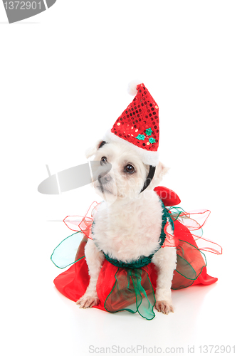 Image of Cute Christmas pet dog