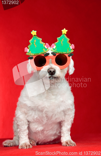 Image of Christmas dog wearing glasses