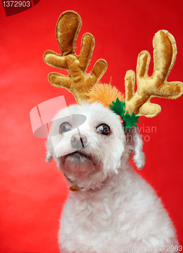 Image of Cute Christmas dog with reindeer antlers