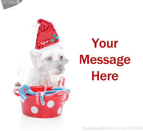 Image of Sweet Christmas puppy
