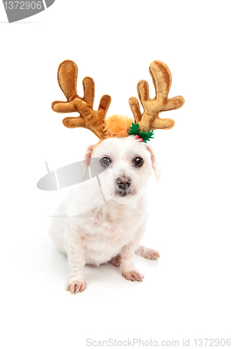 Image of Little white dog with antler ears