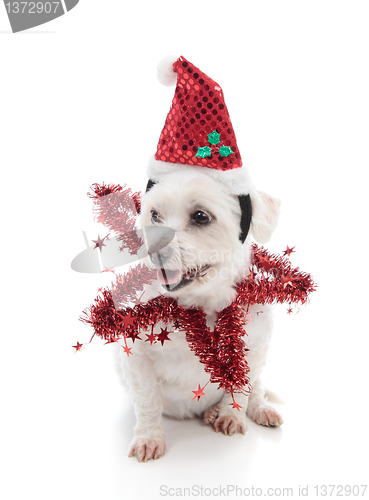 Image of Festive pooch