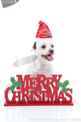 Image of Puppy dog and Merry Christmas sign