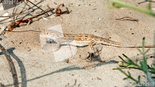 Image of Lizard on the sand