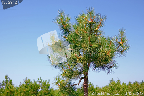 Image of Top of pine tree