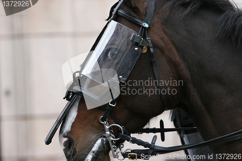 Image of Police horse