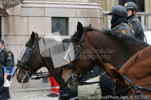 Image of Police horse