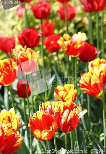 Image of red and yellow tulips