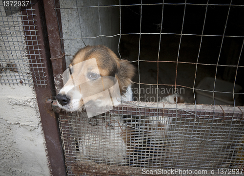 Image of Cut dog behind bars