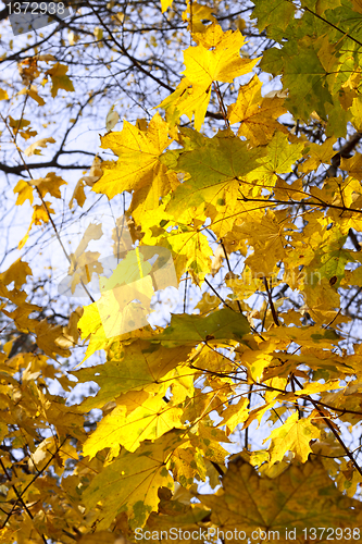 Image of leaves of autumn maple