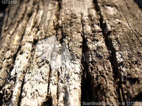 Image of Old wood texture