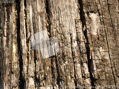 Image of Old wood texture