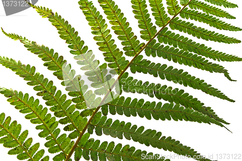 Image of fern leaf isolated on white