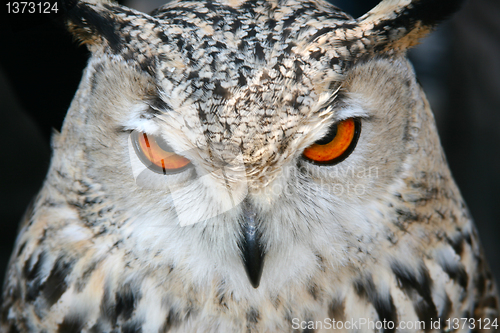 Image of bird owl closeup