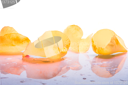 Image of Petals of roses as background