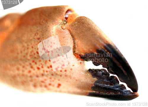 Image of Crab Pincers