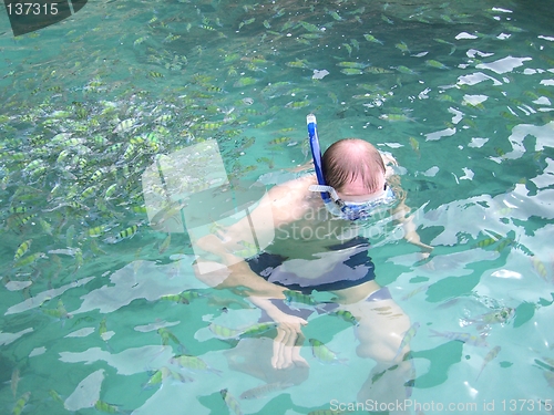 Image of snorkeling with fishes