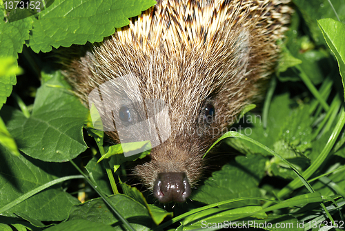 Image of Hedgehog