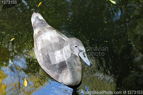 Image of Gray swan