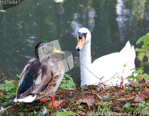 Image of Duck and swan