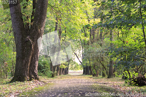 Image of Fall alley