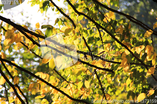 Image of Sunshine in branches