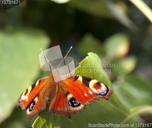 Image of Red butterfly