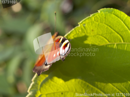 Image of Red butterfly